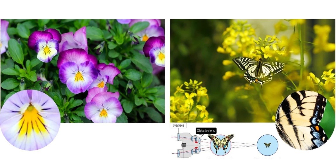 Бінокль Pentax UP 6.5x21 Papilio II