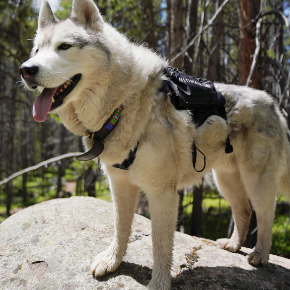 Рюкзак для собак Ultimate Direction Dog Vest V2